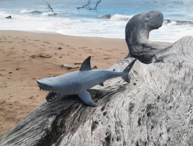 Photo of the Day: Shark Sighting